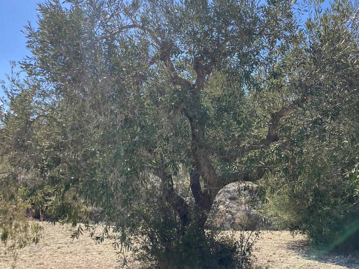 Plot for sale in Benissa